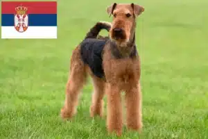 Read more about the article Airedale Terrier crescători și căței în Serbia