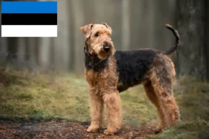 Read more about the article Airedale Terrier crescători și căței în Estonia