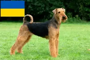 Read more about the article Airedale Terrier crescători și căței în Ucraina