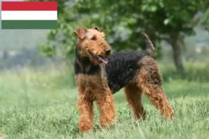 Read more about the article Airedale Terrier crescători și căței în Ungaria