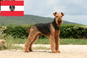 Read more about the article Airedale Terrier crescători și căței în Austria