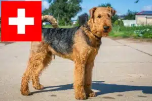 Read more about the article Airedale Terrier crescători și căței în Elveția