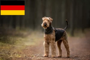 Read more about the article Airedale Terrier crescători și căței în Germania