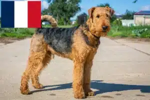 Read more about the article Airedale Terrier crescători și căței în Franța