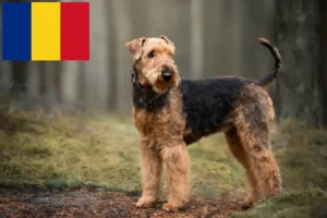 Read more about the article Crescători de Airedale Terrier și căței în România