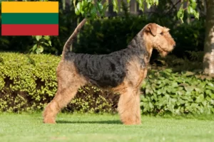 Read more about the article Airedale Terrier crescători și căței în Lituania