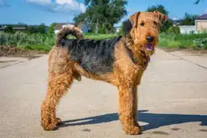 Read more about the article Airedale Terrier Breeder