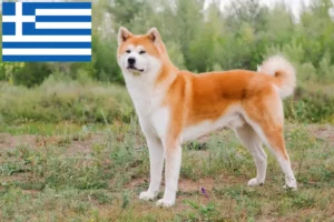 Read more about the article Akita crescători și căței în Grecia