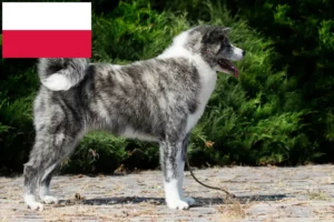 Read more about the article Akita crescători și căței în Polonia