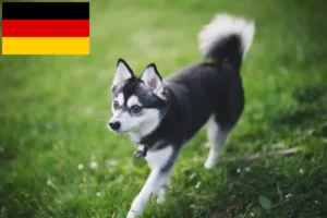 Read more about the article Alaskan Klee Kai crescători și căței în Germania