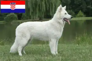 Read more about the article Alb Ciobănesc Elvețian Alb Ciobănesc Dog Breeder și cățeluși în Croația