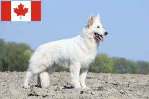 Read more about the article Alb Ciobănesc Elvețian Alb Dog Breeder și Cățeluși în Canada