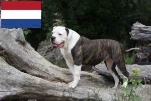 Read more about the article American Bulldog crescători și căței în Olanda