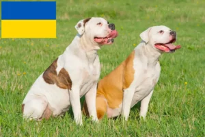 Read more about the article American Bulldog crescători și căței în Ucraina