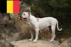 Read more about the article American Bulldog crescători și căței în Belgia