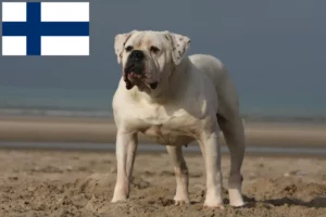 Read more about the article American Bulldog crescători și căței în Finlanda