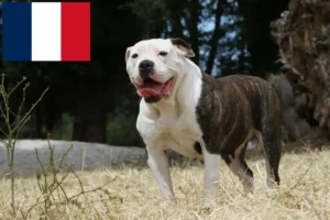 Read more about the article American Bulldog crescători și căței în Franța