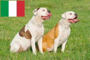 Read more about the article American Bulldog crescători și căței în Italia