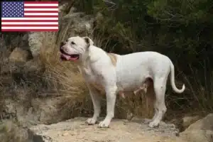 Read more about the article American Bulldog crescători și căței în SUA