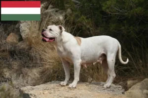 Read more about the article American Bulldog crescători și căței în Ungaria