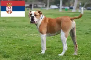 Read more about the article American Bulldog crescători și căței în Serbia