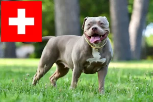 Read more about the article American Bulldog crescători și căței în Elveția