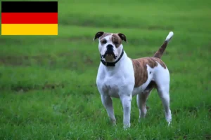 Read more about the article American Bulldog crescători și căței în Germania