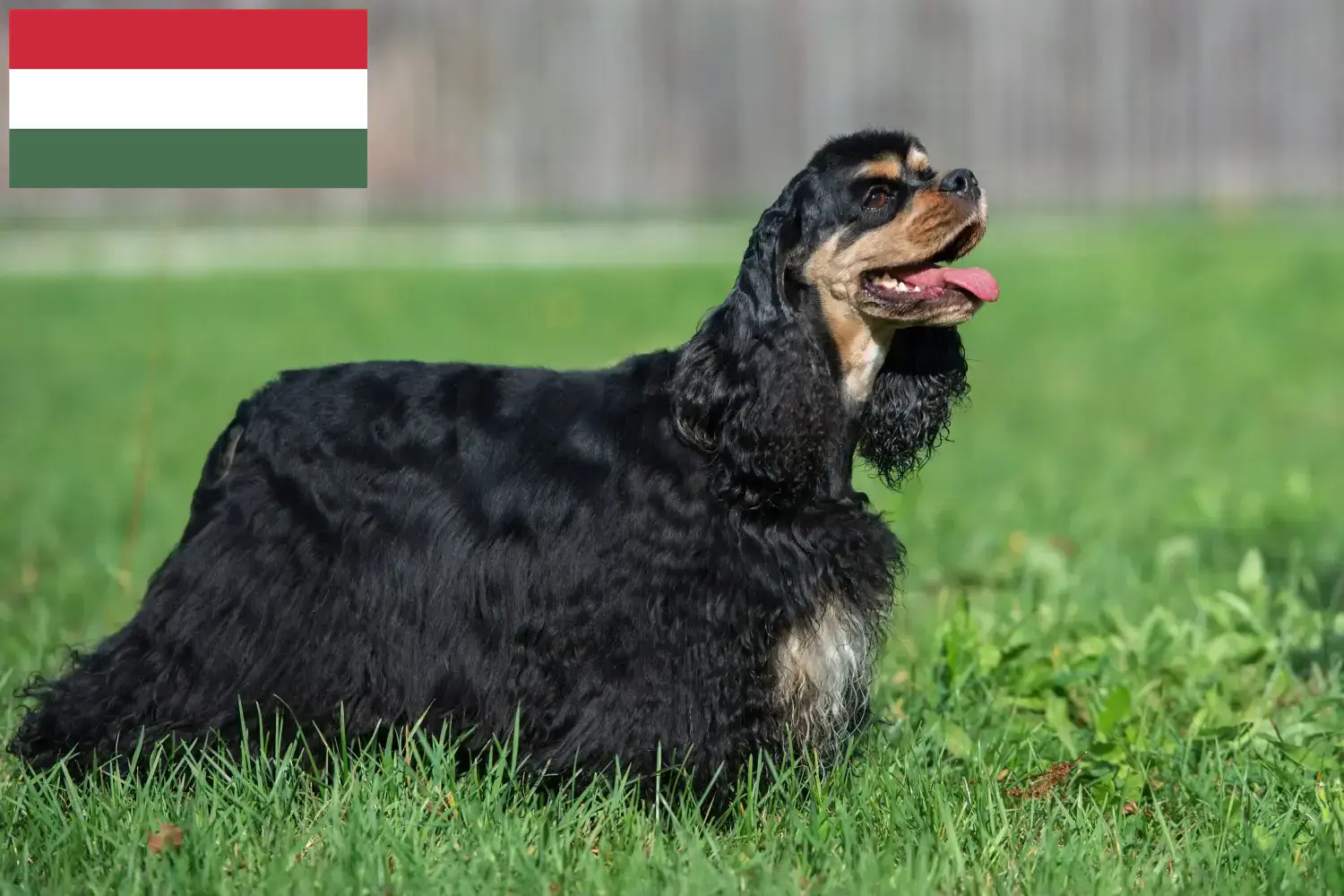 Read more about the article American Cocker Spaniel crescători și căței în Ungaria