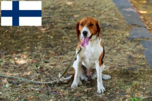 Read more about the article American Foxhound crescători și căței în Finlanda