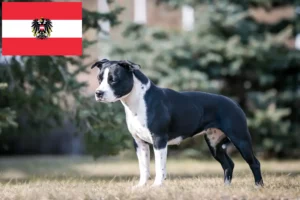 Read more about the article American Staffordshire Terrier crescători și căței în Austria