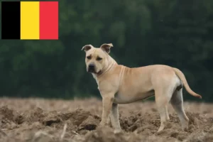 Read more about the article American Staffordshire Terrier crescători și căței în Belgia