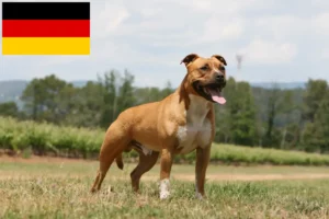 Read more about the article American Staffordshire Terrier crescători și căței în Germania