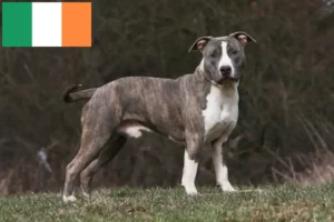 Read more about the article American Staffordshire Terrier crescători și căței în Irlanda