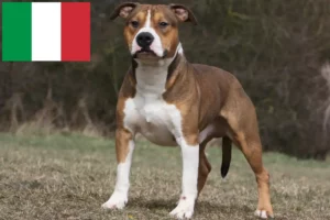 Read more about the article American Staffordshire Terrier crescători și căței în Italia