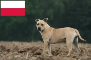 Read more about the article American Staffordshire Terrier crescători și căței în Polonia