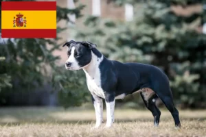 Read more about the article American Staffordshire Terrier crescători și căței în Spania