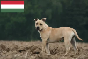 Read more about the article American Staffordshire Terrier crescători și căței în Ungaria