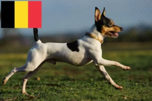 Read more about the article American Toy Terrier crescători și căței în Belgia