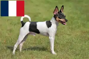 Read more about the article American Toy Terrier crescători și căței în Franța