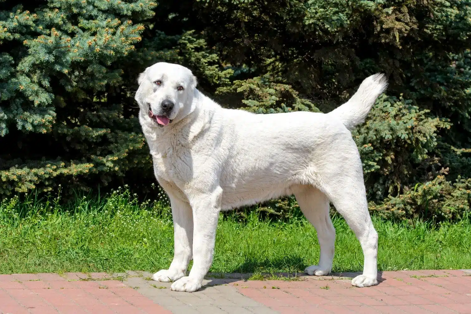 Read more about the article Ciobanesc din Asia Centrală Ciobanesc Dog Breeder