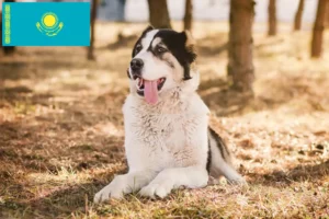 Read more about the article Ciobanesc din Asia Centrală Ciobănesc Dog Breeder și cățeluși în Kazahstan