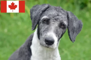 Read more about the article Aussiedoodle crescători și căței în Canada