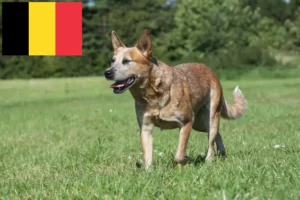 Read more about the article Australian Cattle Dog crescători și căței în Belgia