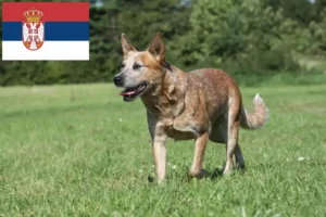 Read more about the article Australian Cattle Dog crescători și căței în Serbia