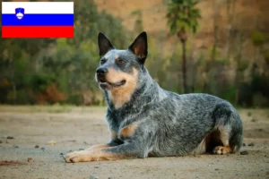 Read more about the article Australian Cattle Dog crescători și căței în Slovenia