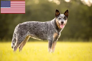 Read more about the article Australian Cattle Dog Breeders și cățeluși în SUA