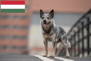 Read more about the article Australian Cattle Dog crescători și căței în Ungaria