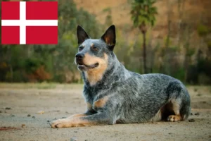 Read more about the article Australian Cattle Dog crescători și căței în Danemarca