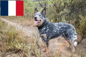 Read more about the article Australian Cattle Dog crescători și căței în Franța