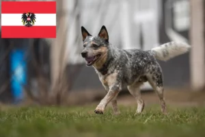 Read more about the article Australian Cattle Dog crescători și căței în Austria